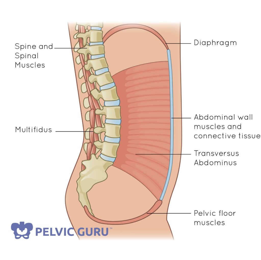 3 Posture And The Pelvic Floor Well Being Pelvic Physical Therapy