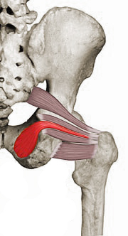 Hip pain and the Pelvic Floor